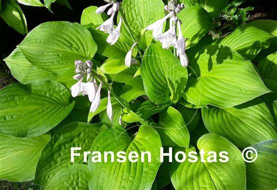 Hosta Golden Fascination